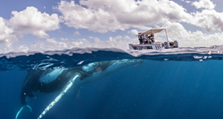 Ronioci plivali s grbavim kitovima pa snimili fotke koje ostavljaju bez daha