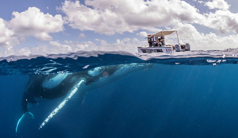 Ronioci plivali s grbavim kitovima pa snimili fotke koje ostavljaju bez daha