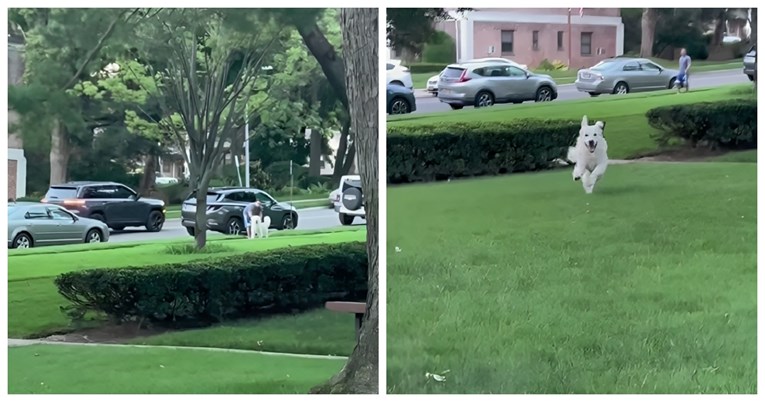 VIDEO Pogledajte reakciju zlatnog retrivera kad u daljini ugleda svoju vlasnicu
