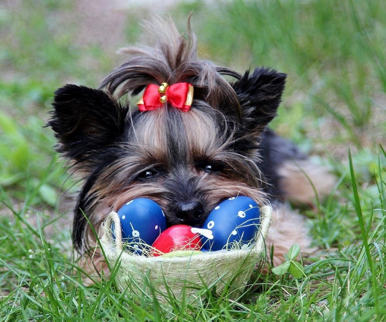 Veterinari upozoravaju: Ove stvari držite podalje od pasa i mačaka za Uskrs