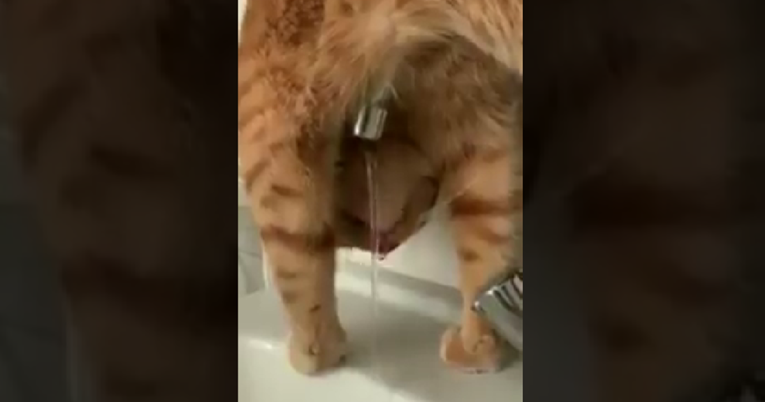 Pogledajte kako ova mačka pije vodu, video je urnebesan