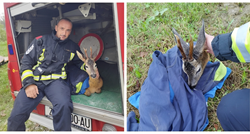 "Najhrabriji čuvari": Zaprešićki vatrogasci spasili srndaća koji je zaglavio u bujici