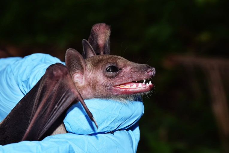 Dječak (11) u Kanadi probudio se sa šišmišem na licu. Umro je od bjesnoće