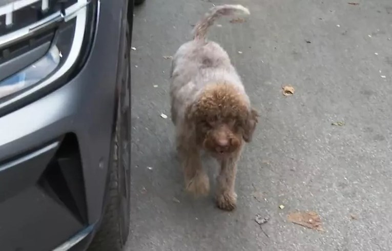 Maša je zbog straha od petardi za Novu trčala po Zagrebu. Spas našla u hotelu