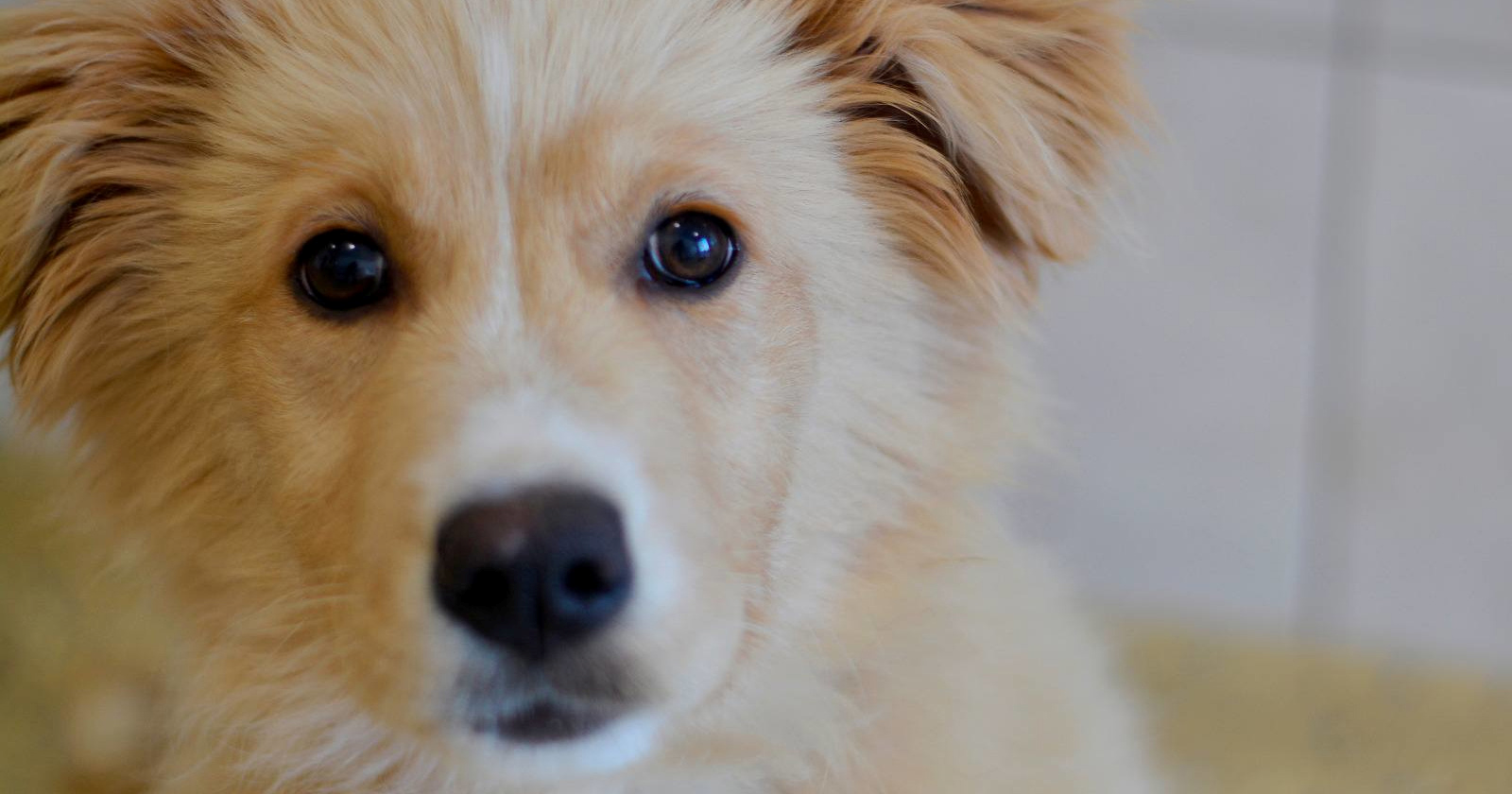 Preslatka križana ovčarka Zlatka traži svoj dom