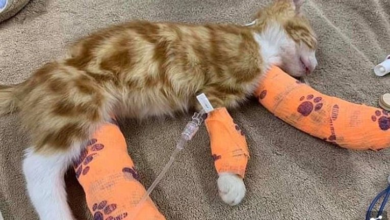 Mačiću polomili noge i ostavili ga da umre, liječnici mu se bore za život