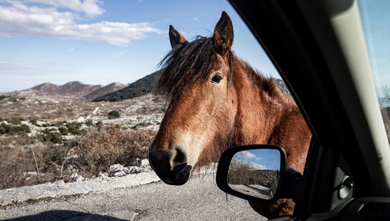 Znatiželjan konj na Biokovu odlučio gurnuti glavu u automobil