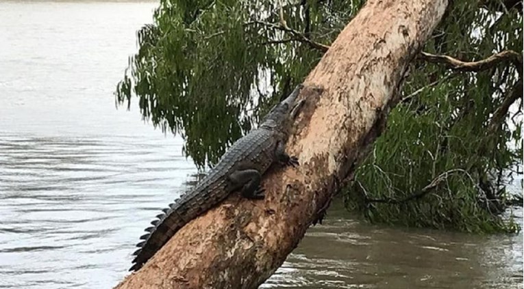 VIDEO Katastrofalne poplave u Australiji. Ulice pune krokodila i zmija