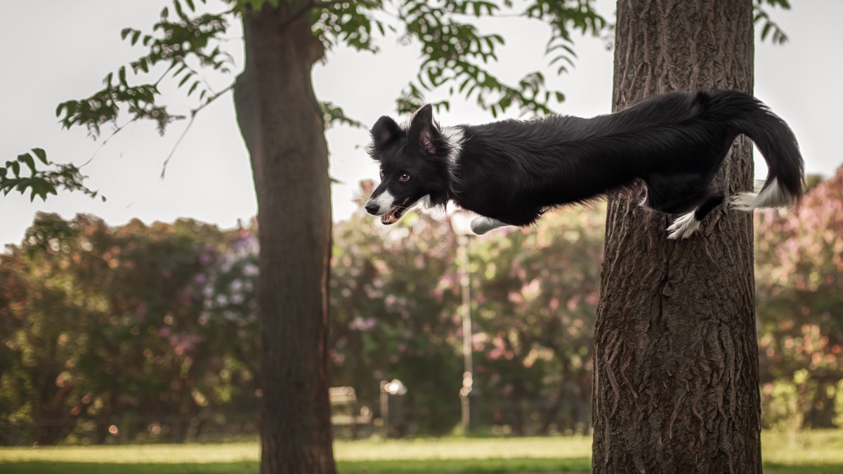 VIDEO Border koli smatra se najinteligentnijim psom, saznajte zašto.