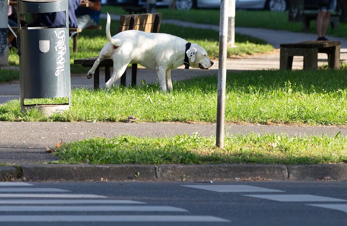 Psi šeću bez povodaca, zaredali se napadi. Treba li vlasnike strože kažnjavati?