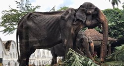 Uginula slonica koja je šokirala svijet svojim izgladnjelim tijelom