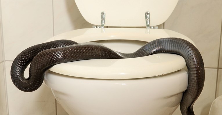 VIDEO U javnom WC-u u Australiji pronašli otrovnu zmiju: "To je česta pojava"