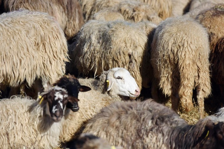 Ubio čovjeka, ukrao mu 50 ovaca i 20 janjadi. DORH digao optužnicu, objavio detalje