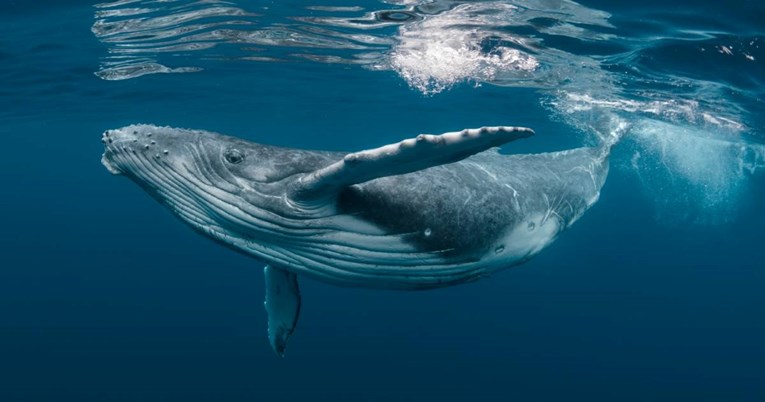 Znanstvenici koji traže vanzemaljce pokušali komunicirati s kitom. Dobili su odgovor 