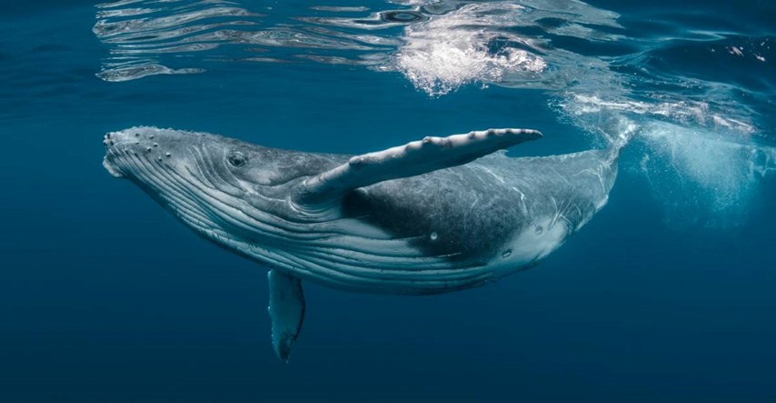 Znanstvenici koji traže izvanzemaljce poslali poruku kitovima. Jedan je "odgovorio"