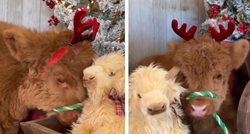 Video slatke kravice koja pozira za božićne fotke hit na TikToku