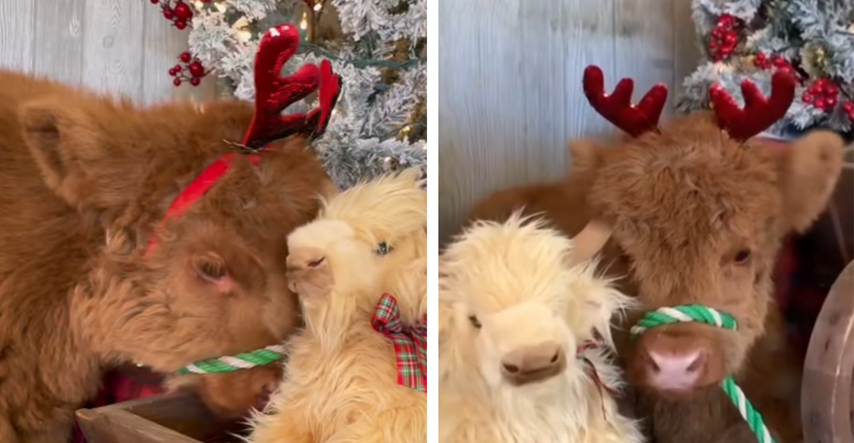 Video slatke kravice koja pozira za božićne fotke hit na TikToku