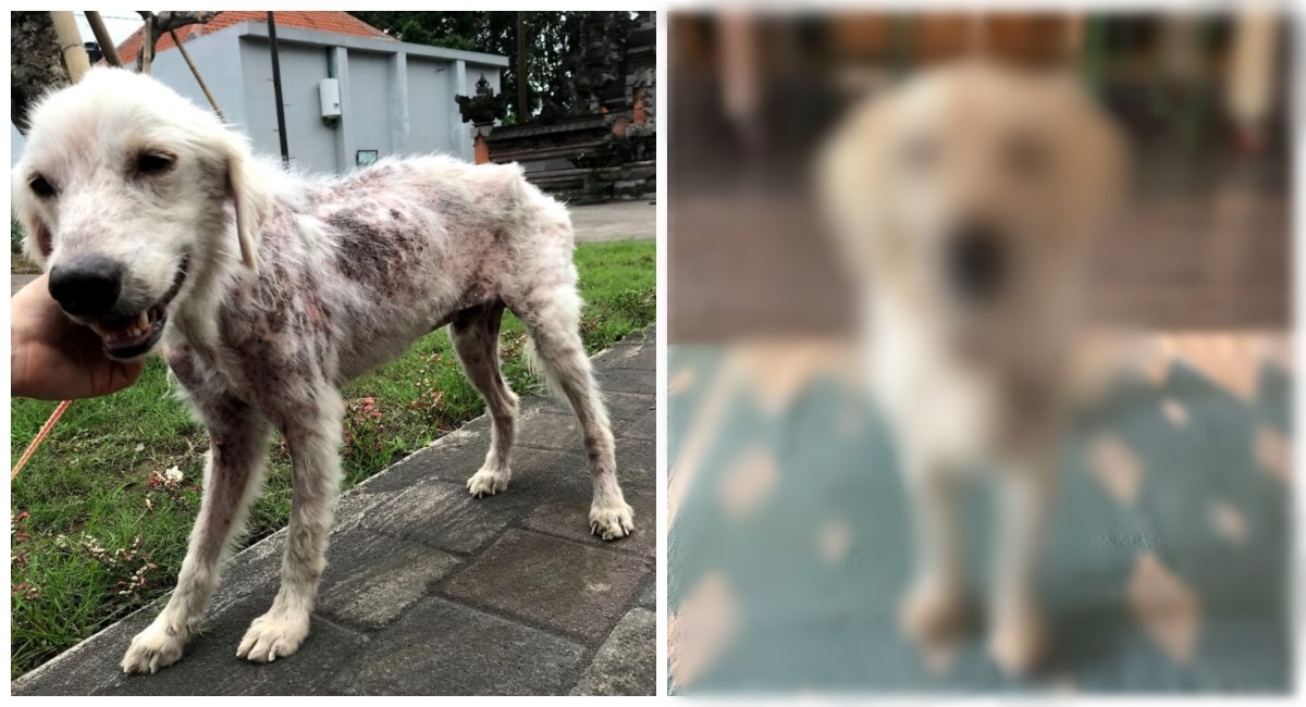 Pas pronađen u lošem stanju, u skloništu jedva prepoznali o kojoj pasmini se radi