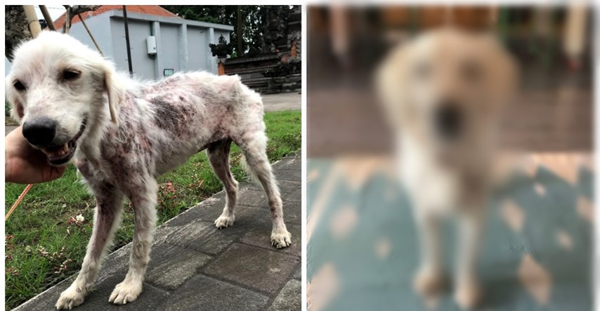 Pas pronađen u lošem stanju, u skloništu jedva prepoznali o kojoj pasmini se radi