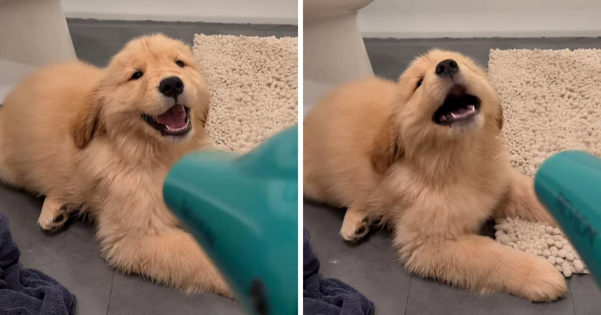 Preslatka reakcija zlatne retriverice na fen za kosu postala je viralni hit
