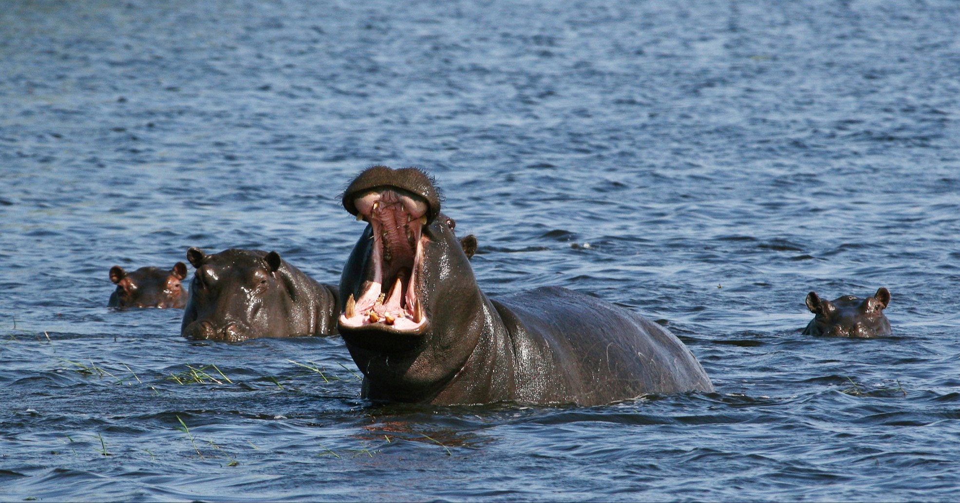 Kolumbija odobrila odstrel 80 nilskih konja povezanih s Pablom Escobarom