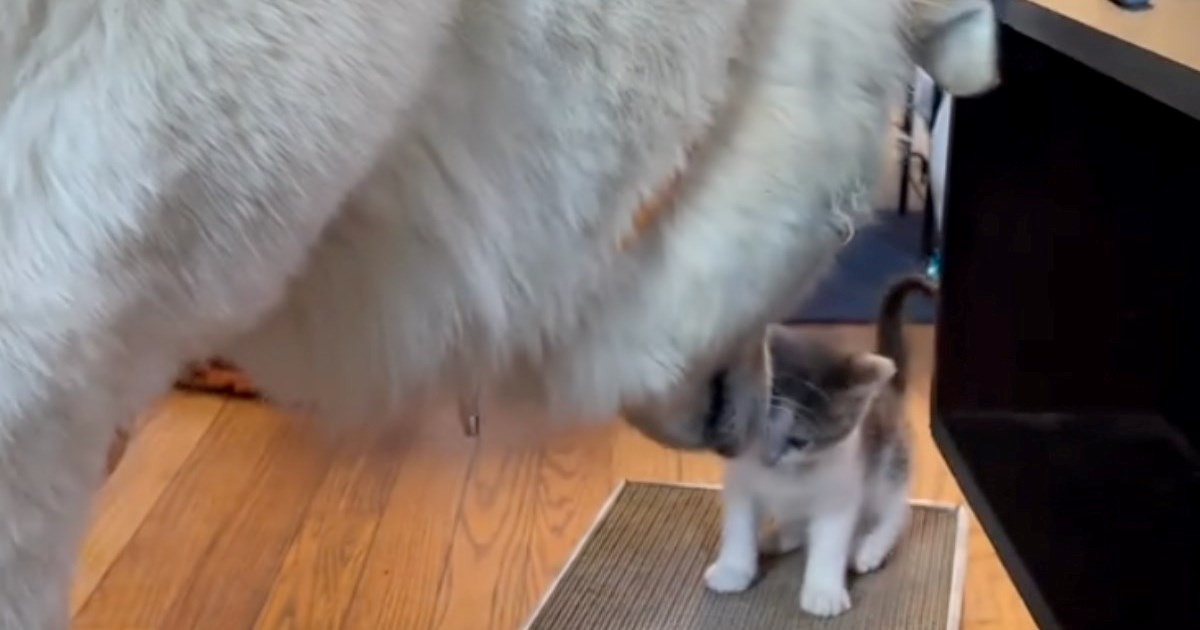 Pas od 45 kilograma igra se s mačićem, prizor topi srca