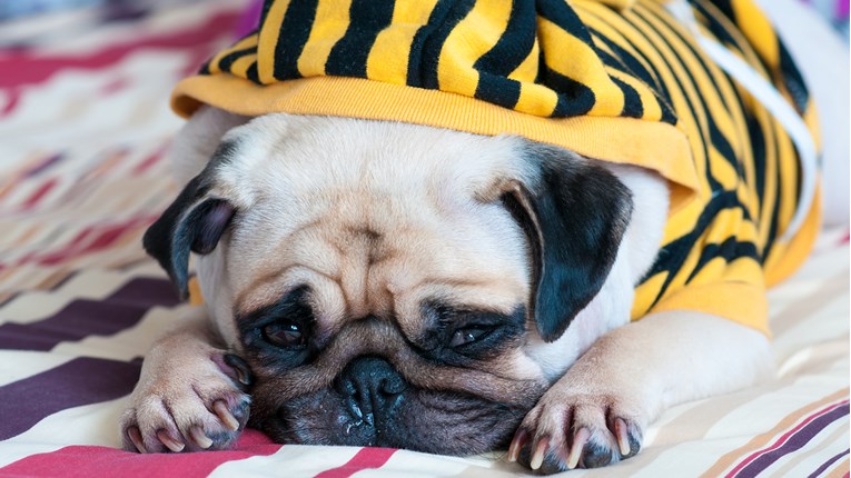 Saznajte koji su simptomi prehlade kod pasa i reagirajte na vrijeme