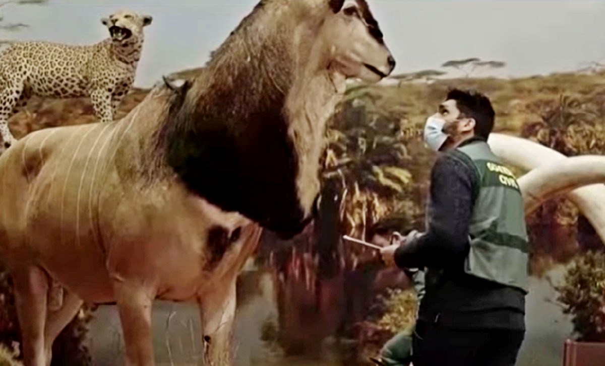 VIDEO U Španjolskoj otkriveno skladište prepuno prepariranih zaštićenih životinja