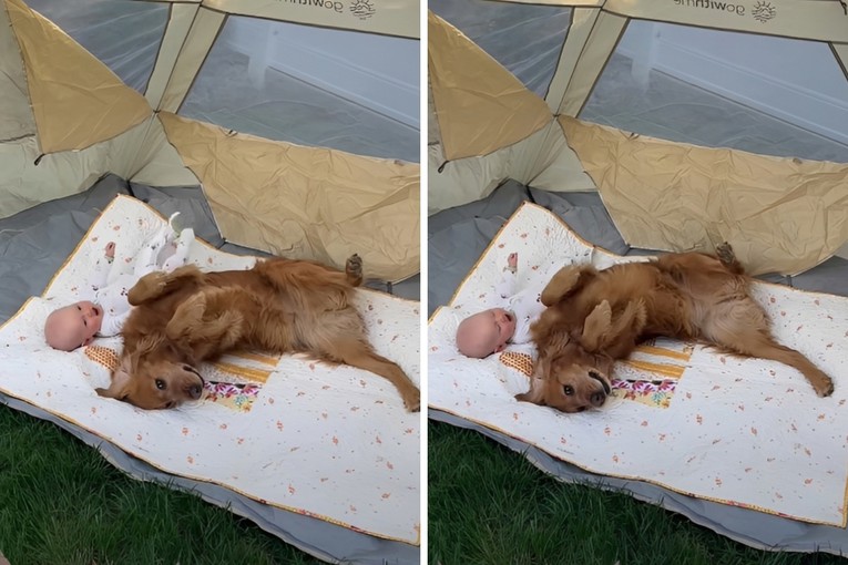 Zlatni retriver i beba u šatoru osvojili su internet 😎