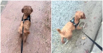 VIDEO Pas obožava šetnju po kiši, prava je zvijezda na TikToku