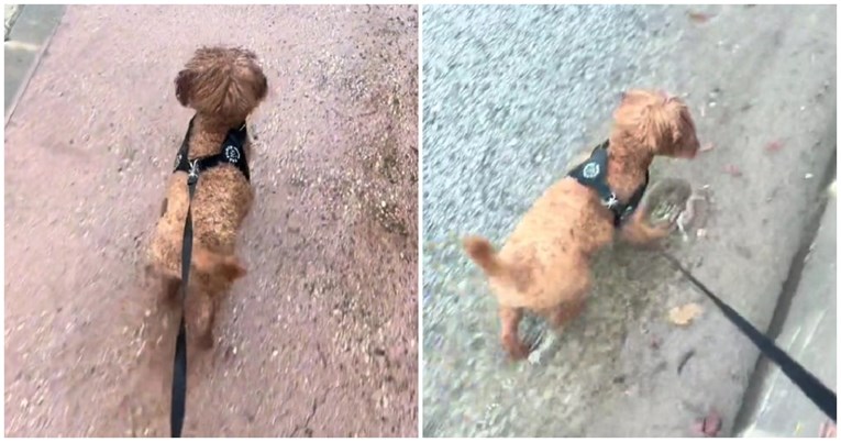 VIDEO Pas obožava šetnju po kiši, prava je zvijezda na TikToku