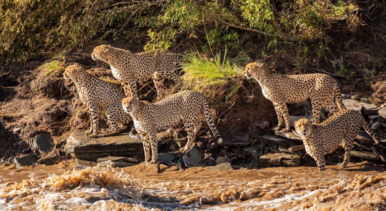 Fotografije geparda koji plivaju u rijeci punoj krokodila šokirale svijet