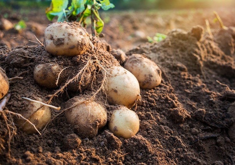 Kako je krumpir promijenio svijet