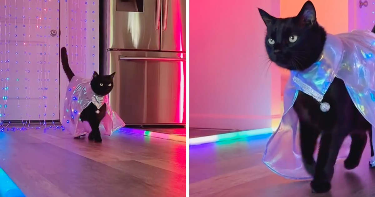 VIDEO Ovo je najbolji catwalk koji ćete ikada vidjeti