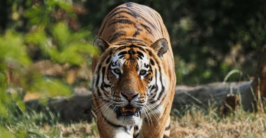 Rusija: Broj sibirskih tigrova se udvostručio u zadnjih 12 godina