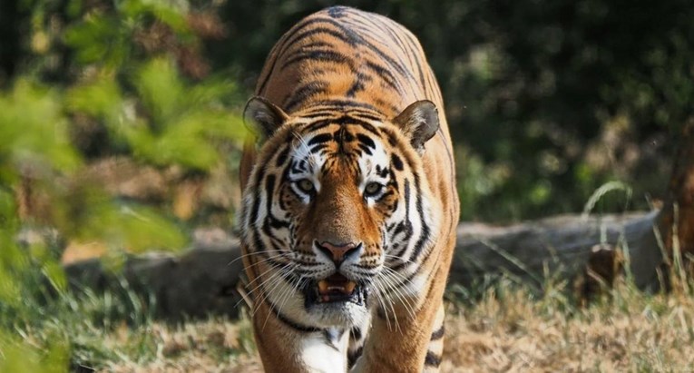 Udvostručio se broj sibirskih tigrova u Rusiji, Putin je ponosan