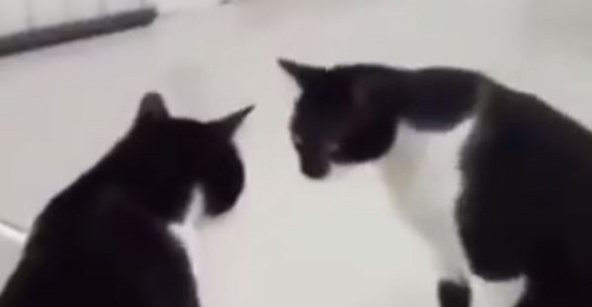 Snimka mačke postala hit na Twitteru zbog preokreta koji nitko nije očekivao