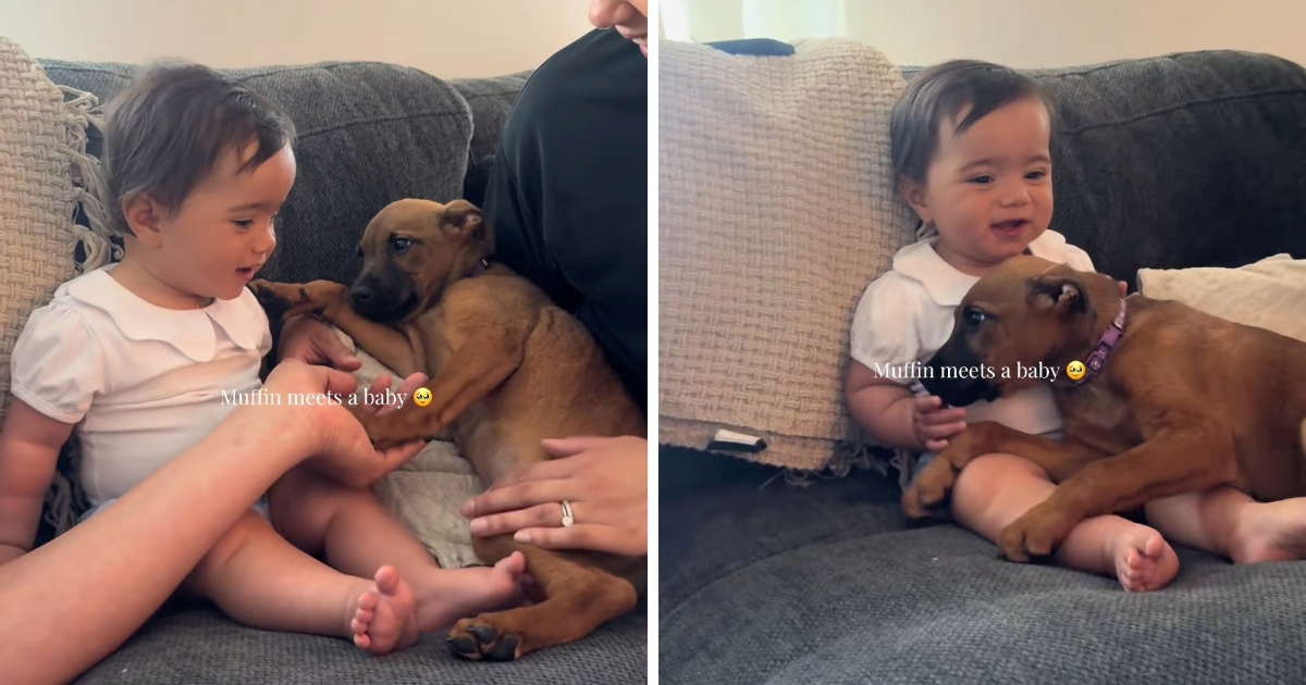 Dirljivi prvi susret bebe i štenca iz skloništa postao je viralni hit