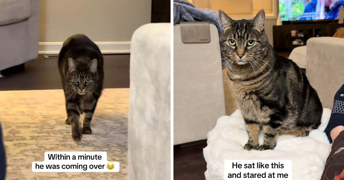Vlasnica je sjela na omiljeno mjesto svog mačka, njegova reakcija je sve