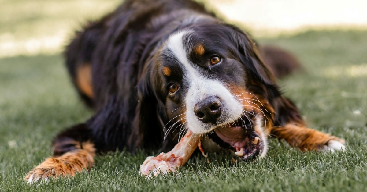 Smiju li psi jesti kosti? Evo što savjetuju veterinari