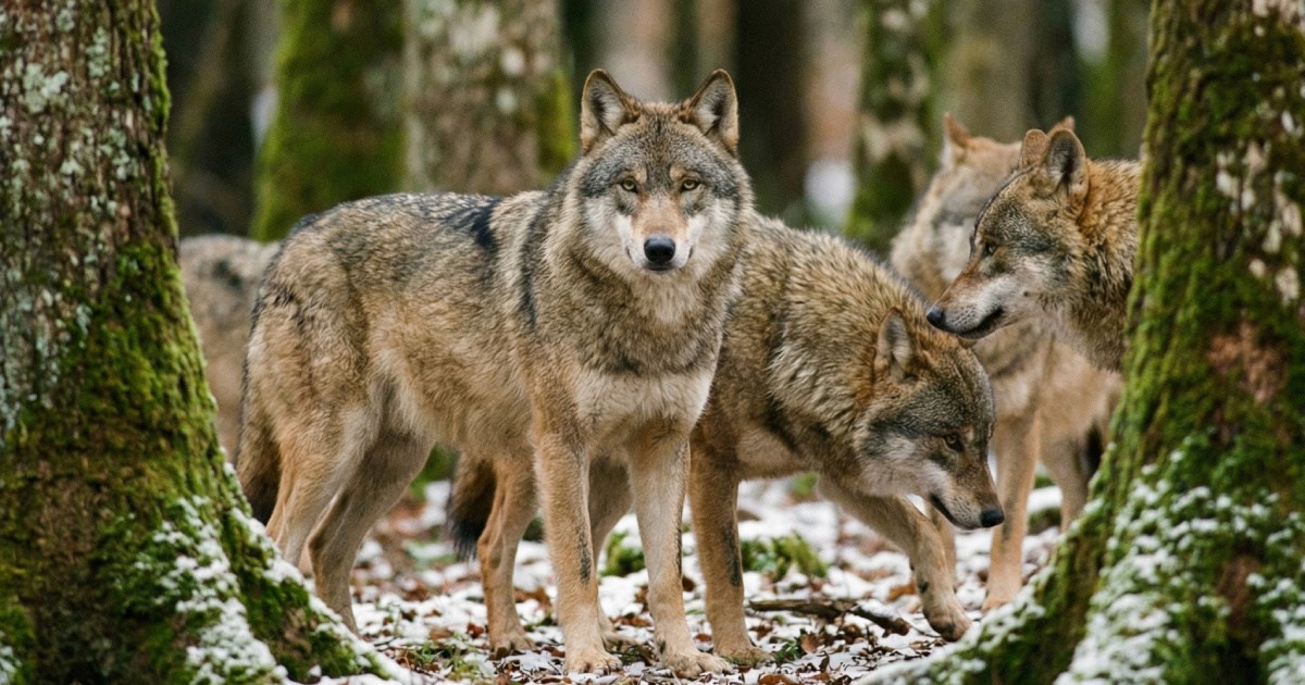 Zašto su u engleskom parku eutanazirali cijeli čopor vukova?