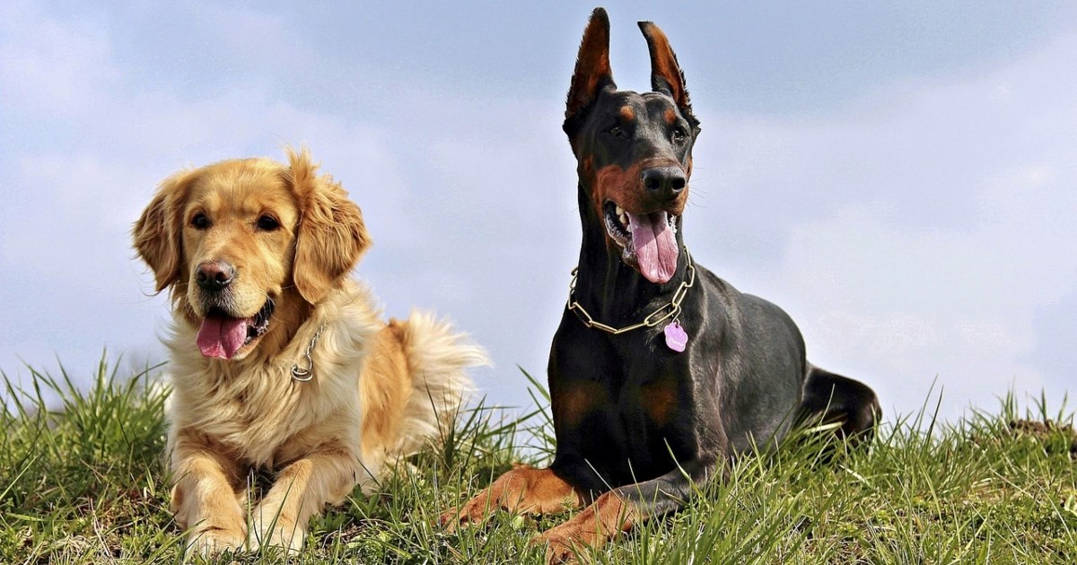 Pet pasmina pasa kojima uvijek možete vjerovati, kažu stručnjaci