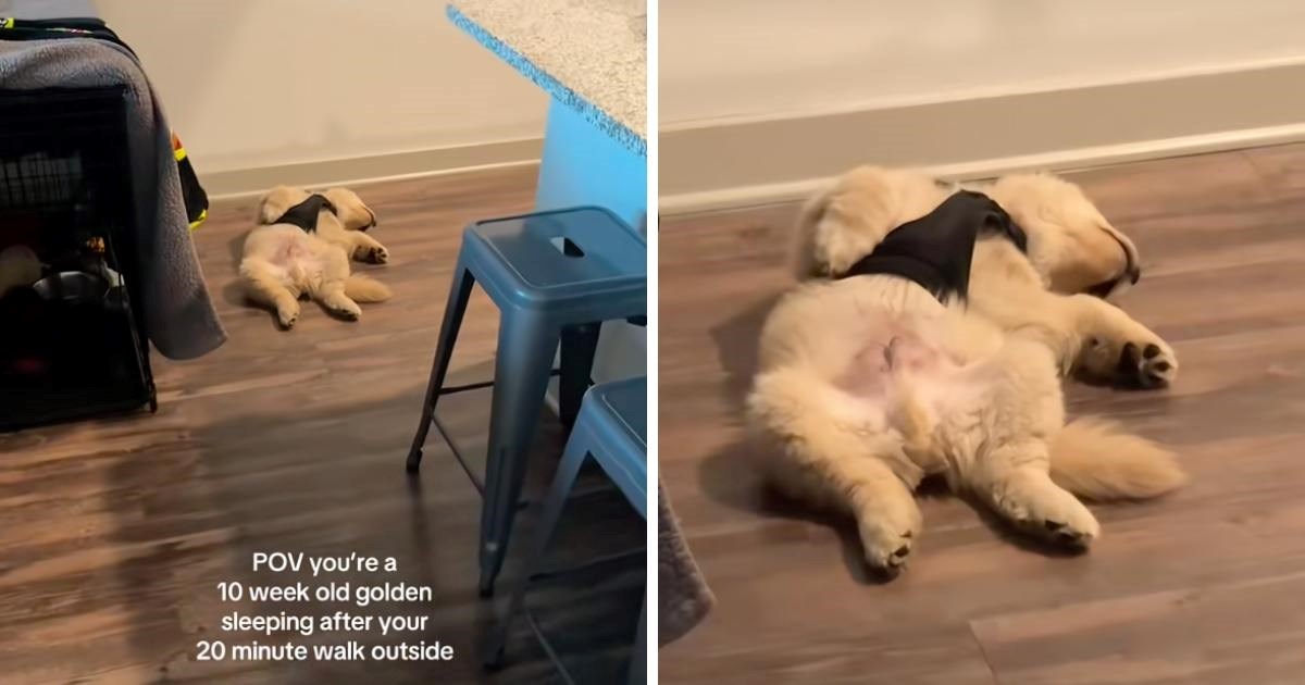 Štene zlatnog retrivera vratilo se iz šetnje i od umora zaspalo u preslatkom položaju