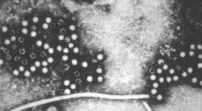 U oceanima otkriveno više od 5000 do sada nepoznatih virusa
