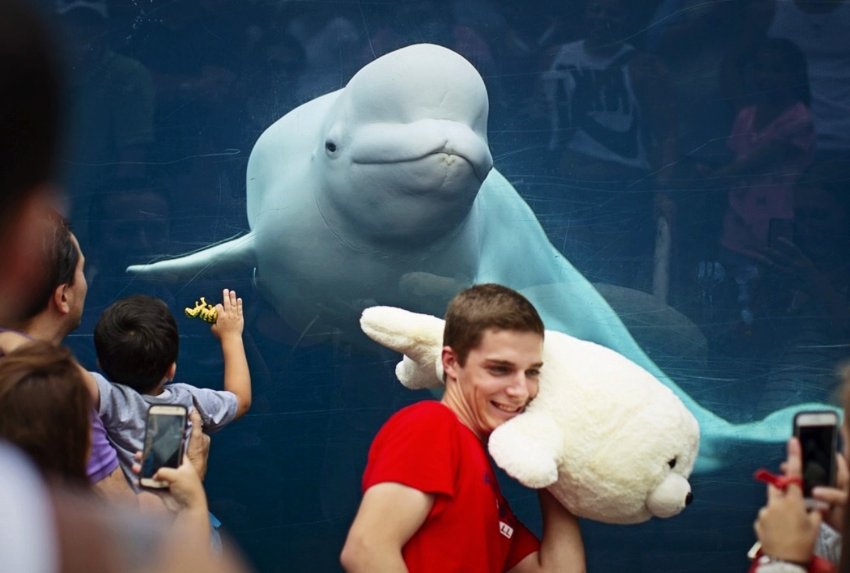 Kanadski park prijeti ubijanjem trideset beluga kitova