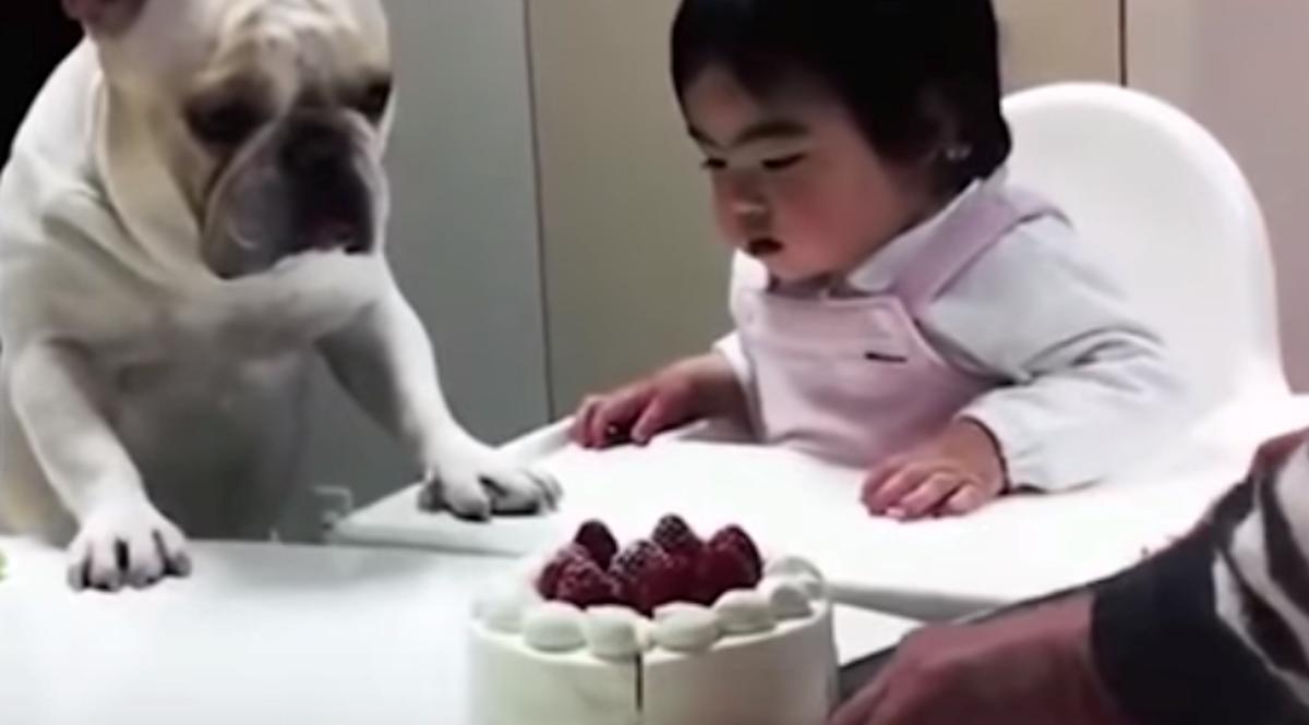 Ovi smiješni psi mole vlasnike za hranu i pravi su majstori u tome