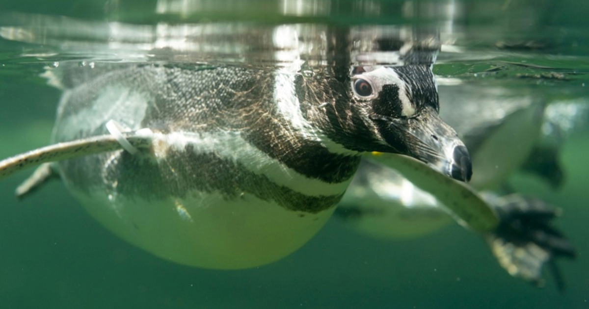 Vječne kemikalije pronađene i kod pingvina u udaljenoj Patagoniji