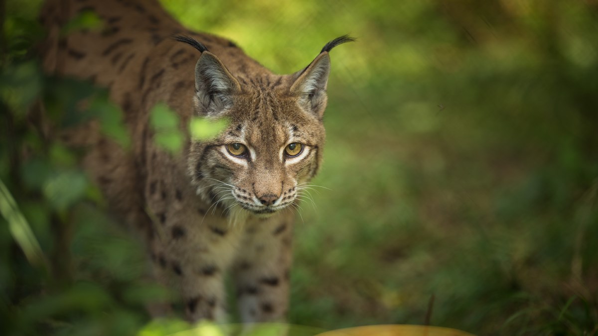 Susret dva risa koja žive na istom području započeo nešto veličanstveno