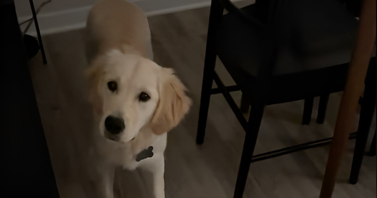 Vlasnica se pakirala za put, a onda ju je ganula gesta psa: Ne možemo otići