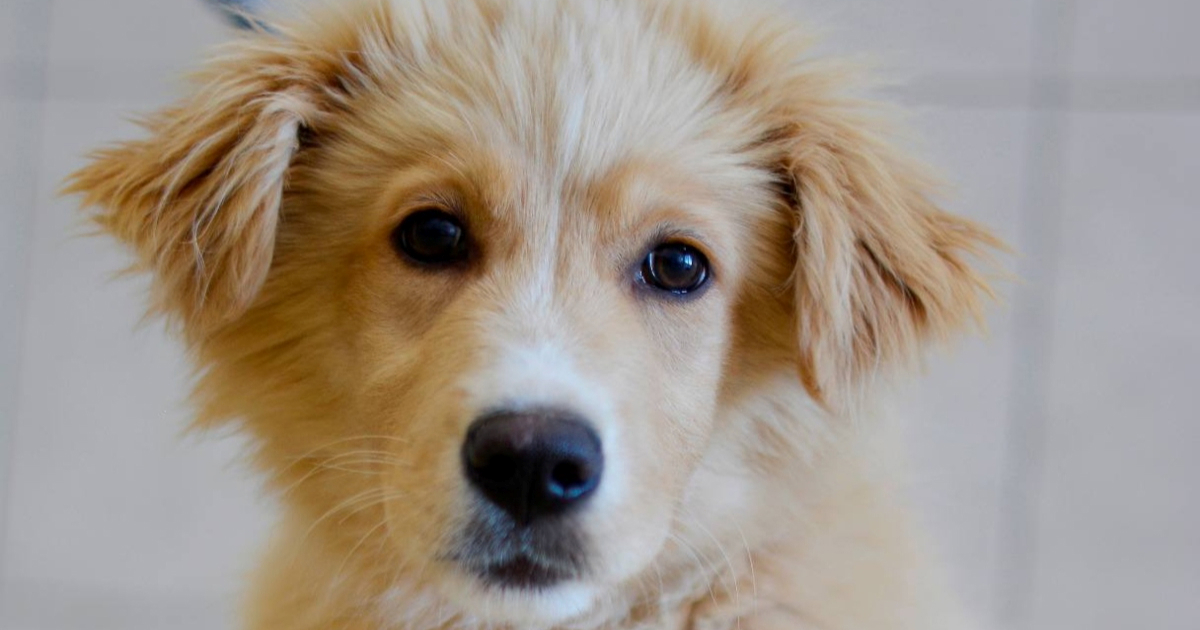 Tko bi joj odolio? Preslatka Zlatka čeka da je netko udomi